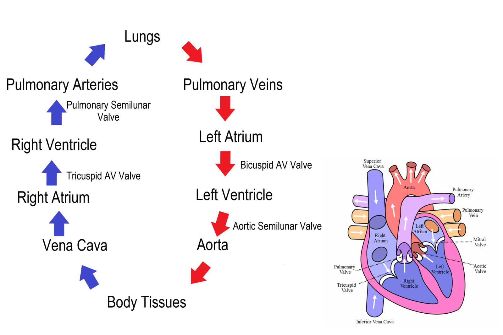 Human heart notes class 10 in hindi — hriday mein blood circulation ka diagram