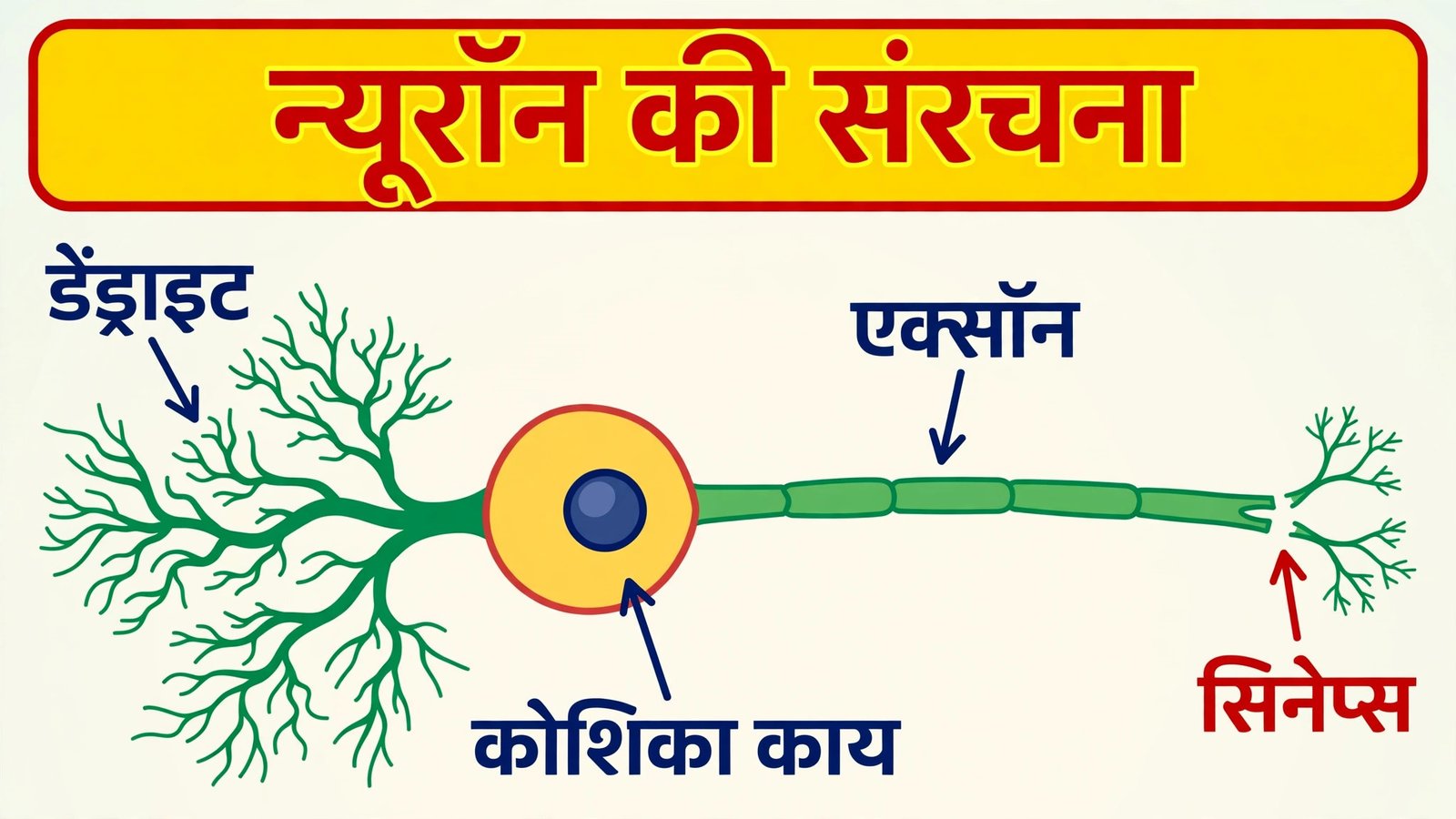Neuron diagram — Control and Coordination Class 10 Notes