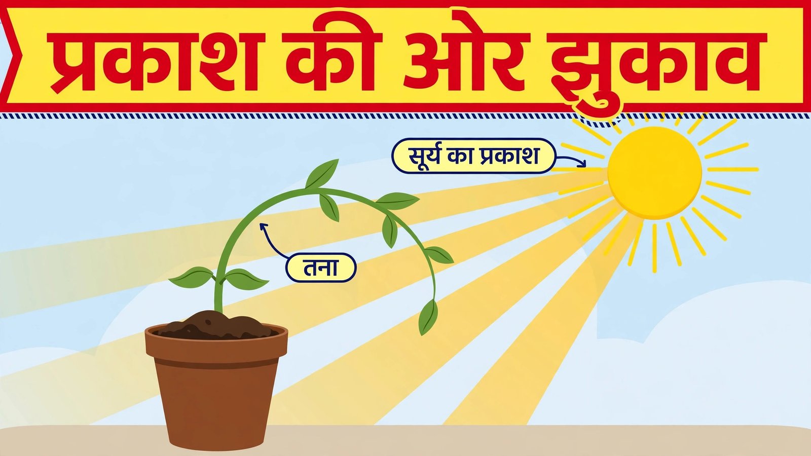 Plant movements — sunlight ki ore jhukta paudha, Class 10 Science